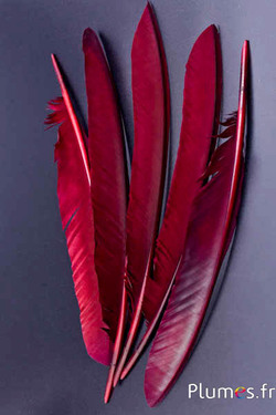 Paon bleu - 33-37 cm - bordeaux-brun 